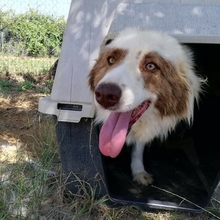 BOOBOO, Hund, Mischlingshund in Griechenland - Bild 4