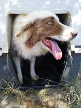 BOOBOO, Hund, Mischlingshund in Griechenland - Bild 5