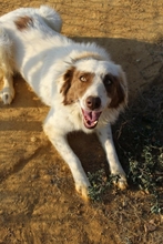 BOOBOO, Hund, Mischlingshund in Griechenland - Bild 6