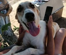FILIKO, Hund, Mischlingshund in Griechenland - Bild 1