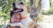 FILIKO, Hund, Mischlingshund in Griechenland - Bild 2