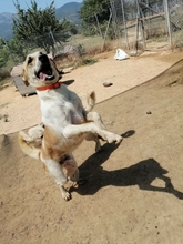 FILIKO, Hund, Mischlingshund in Griechenland - Bild 5