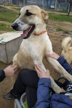 FILIKO, Hund, Mischlingshund in Griechenland - Bild 7