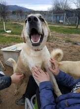 FILIKO, Hund, Mischlingshund in Griechenland - Bild 8