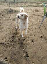 LINA, Hund, Mischlingshund in Griechenland - Bild 1