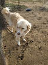 LINA, Hund, Mischlingshund in Griechenland - Bild 2