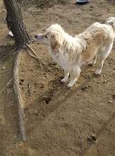 LINA, Hund, Mischlingshund in Griechenland - Bild 3