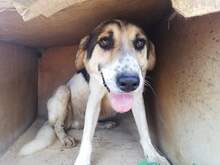 SOL, Hund, Mischlingshund in Griechenland - Bild 2