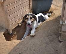 SOL, Hund, Mischlingshund in Griechenland - Bild 3