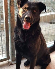 BENNY, Hund, Mischlingshund in Rumänien - Bild 8