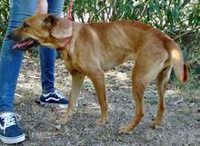 CUCA, Hund, Mischlingshund in Endingen - Bild 16