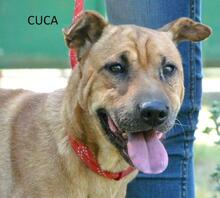 CUCA, Hund, Mischlingshund in Endingen - Bild 2