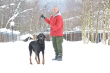 NOX, Hund, Mischlingshund in Polen - Bild 5