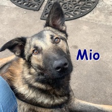 MIO, Hund, Belgischer Schäferhund in Theisbergstegen - Bild 2