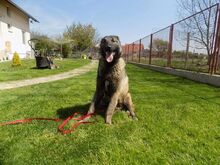 MIO, Hund, Belgischer Schäferhund in Theisbergstegen - Bild 4