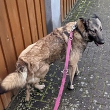 MIO, Hund, Belgischer Schäferhund in Theisbergstegen - Bild 7