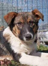 ACHILLES, Hund, Mischlingshund in Rumänien - Bild 1