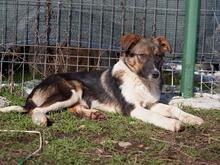 ACHILLES, Hund, Mischlingshund in Rumänien - Bild 3