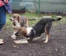 ACHILLES, Hund, Mischlingshund in Rumänien - Bild 4