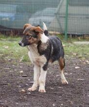 ACHILLES, Hund, Mischlingshund in Rumänien - Bild 5