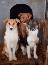 ACHILLES, Hund, Mischlingshund in Rumänien - Bild 6