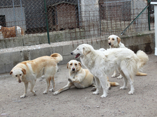 MONTY, Hund, Mischlingshund in Berlin - Bild 4