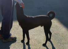 GENTILE, Hund, Mischlingshund in Hamburg - Bild 4