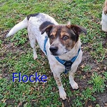 FLOCKE, Hund, Mischlingshund in Würselen - Bild 1