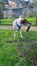 FLOCKE, Hund, Mischlingshund in Würselen - Bild 3