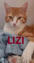 LIZI, Katze, Europäisch Kurzhaar in Bulgarien - Bild 1