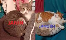 JANIN, Katze, Europäisch Kurzhaar in Bulgarien - Bild 2