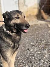 ANNIE, Hund, Mischlingshund in Bulgarien - Bild 2