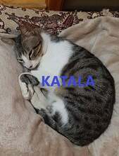 KATALA, Katze, Europäisch Kurzhaar in Bulgarien - Bild 1