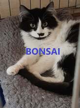 BONSAI, Katze, Langhaarkatze-Mix in Alpen - Bild 1