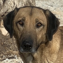 SHERYL, Hund, Mischlingshund in Griechenland - Bild 1