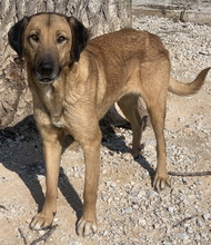 SHERYL, Hund, Mischlingshund in Griechenland - Bild 2