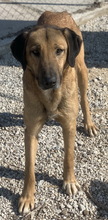 SHERYL, Hund, Mischlingshund in Griechenland - Bild 3