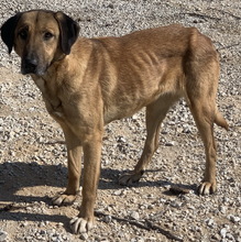 SHERYL, Hund, Mischlingshund in Griechenland - Bild 4