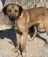 SHERYL, Hund, Mischlingshund in Griechenland - Bild 5