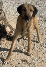 SHERYL, Hund, Mischlingshund in Griechenland - Bild 6