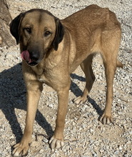 SHERYL, Hund, Mischlingshund in Griechenland - Bild 7