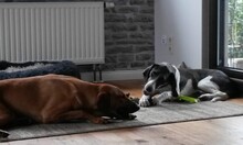 QUINN2, Hund, Mischlingshund in Hückeswagen - Bild 4