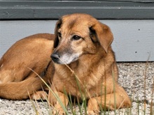 SUSY, Hund, Mischlingshund in Moers - Bild 10