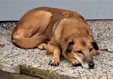 SUSY, Hund, Mischlingshund in Moers - Bild 11