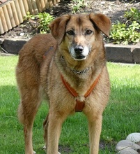 SUSY, Hund, Mischlingshund in Moers - Bild 12