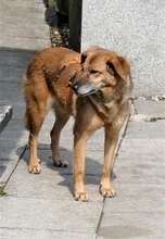 SUSY, Hund, Mischlingshund in Moers - Bild 14