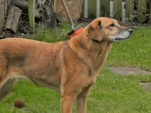 SUSY, Hund, Mischlingshund in Moers - Bild 3
