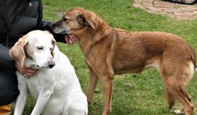 SUSY, Hund, Mischlingshund in Moers - Bild 4