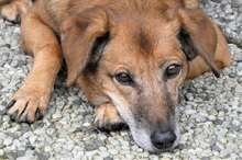 SUSY, Hund, Mischlingshund in Moers - Bild 5