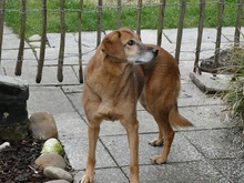 SUSY, Hund, Mischlingshund in Moers - Bild 7